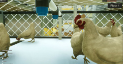 Automated Ranch Simulator