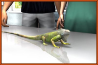 Tierliebe gro&szlig; geschrieben  Haustierarzt