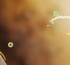 Botanicula ab sofort erhältlich