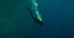 The Dive